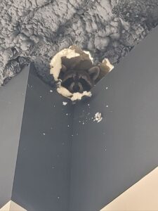 raccoon look through hole in ceiling