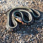 A snake coiled on gravel