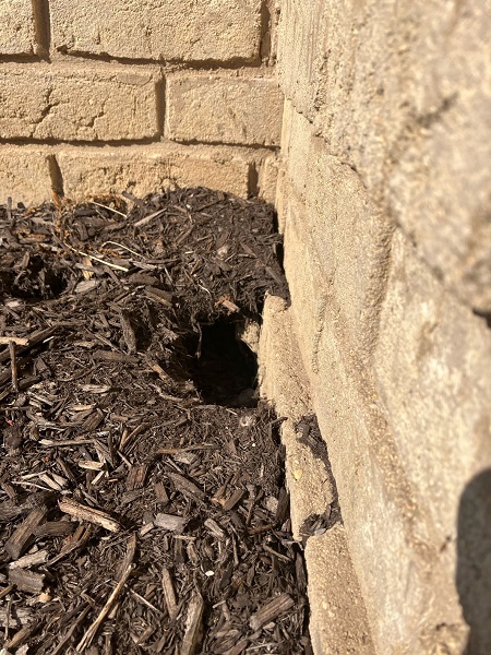 groundhog hole against exterior wall indianapolis