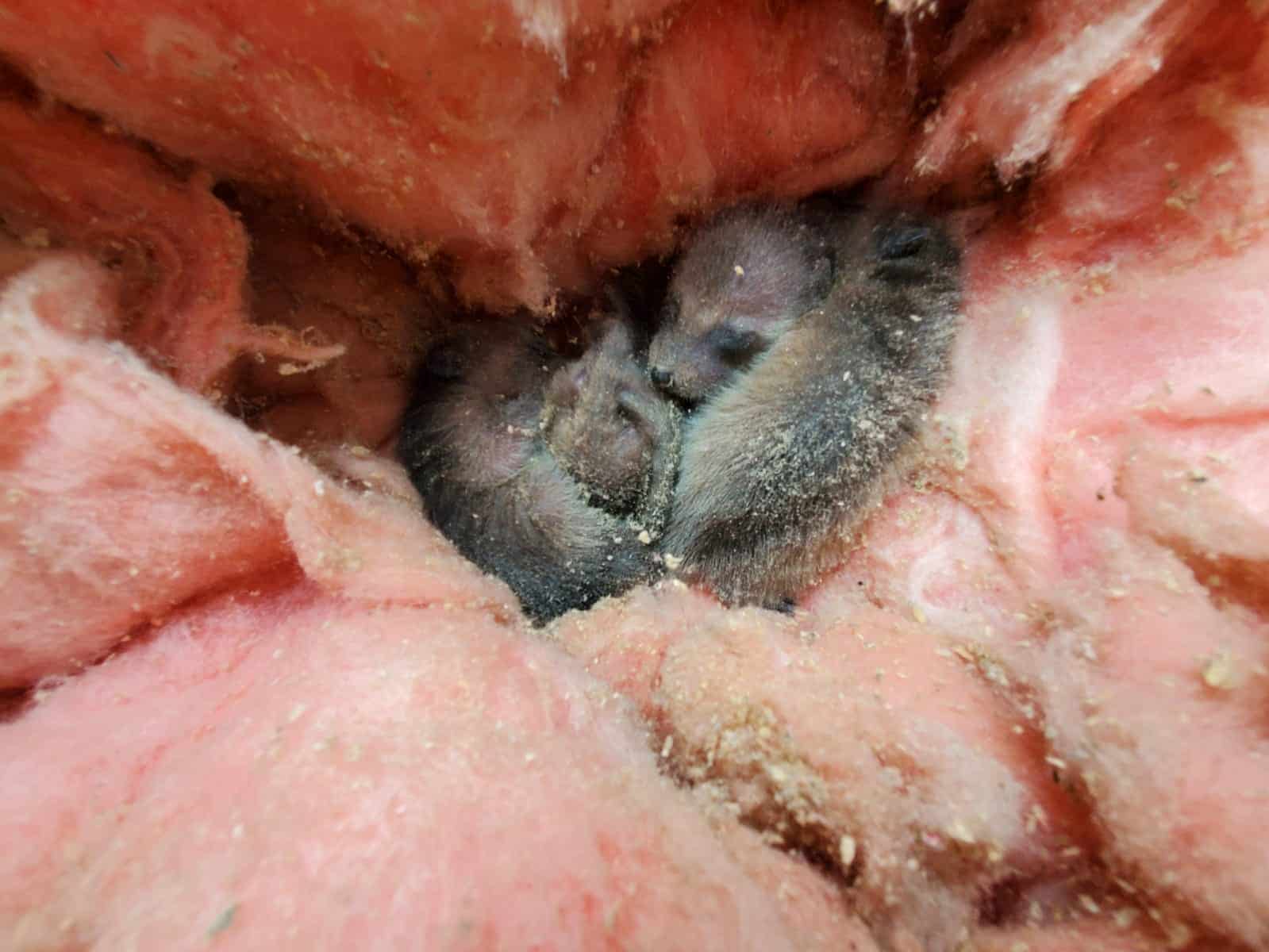 baby raccoon insulation