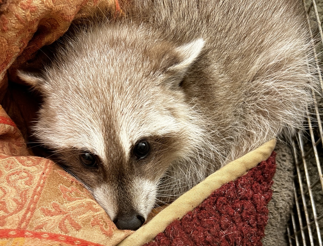 Blonde baby raccoon curled in a blanket
