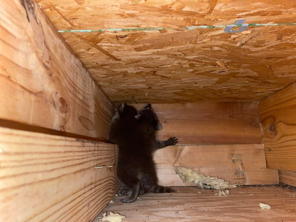 baby raccoon MS