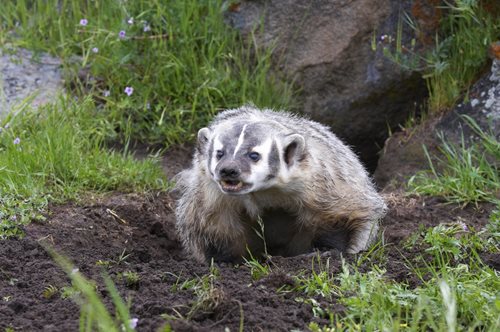badger-in-grass