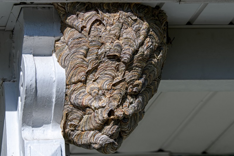 bald-faced-hornets-nest-resized