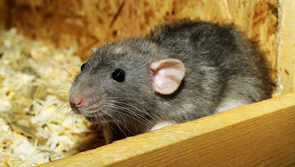 Banner_Rat967d