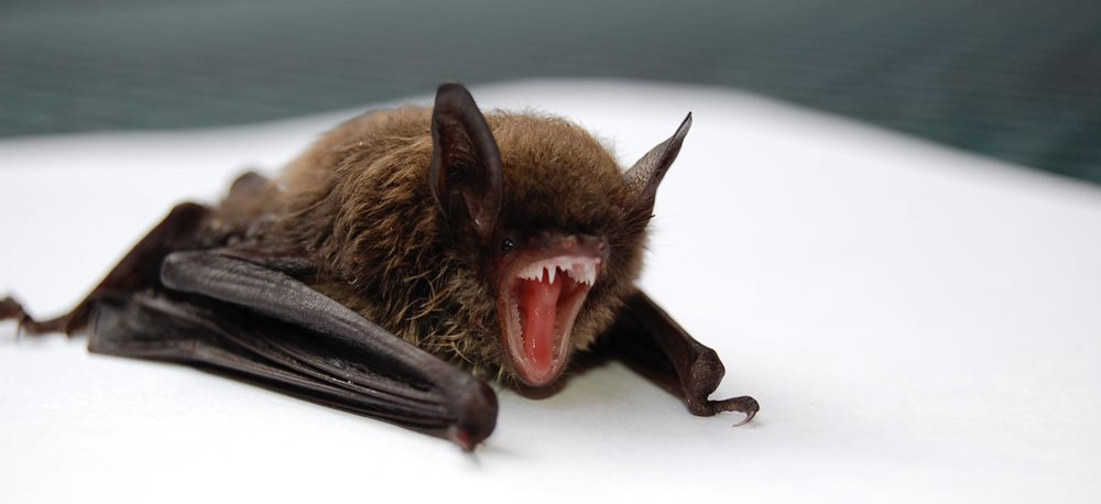 Close up of a screeching bat