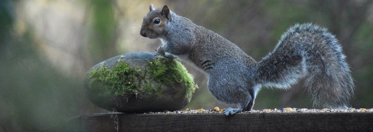 Squirrel crawling on top of a mossy stone