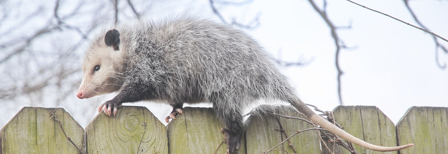 Opossum crossing on the top of a wooden fence