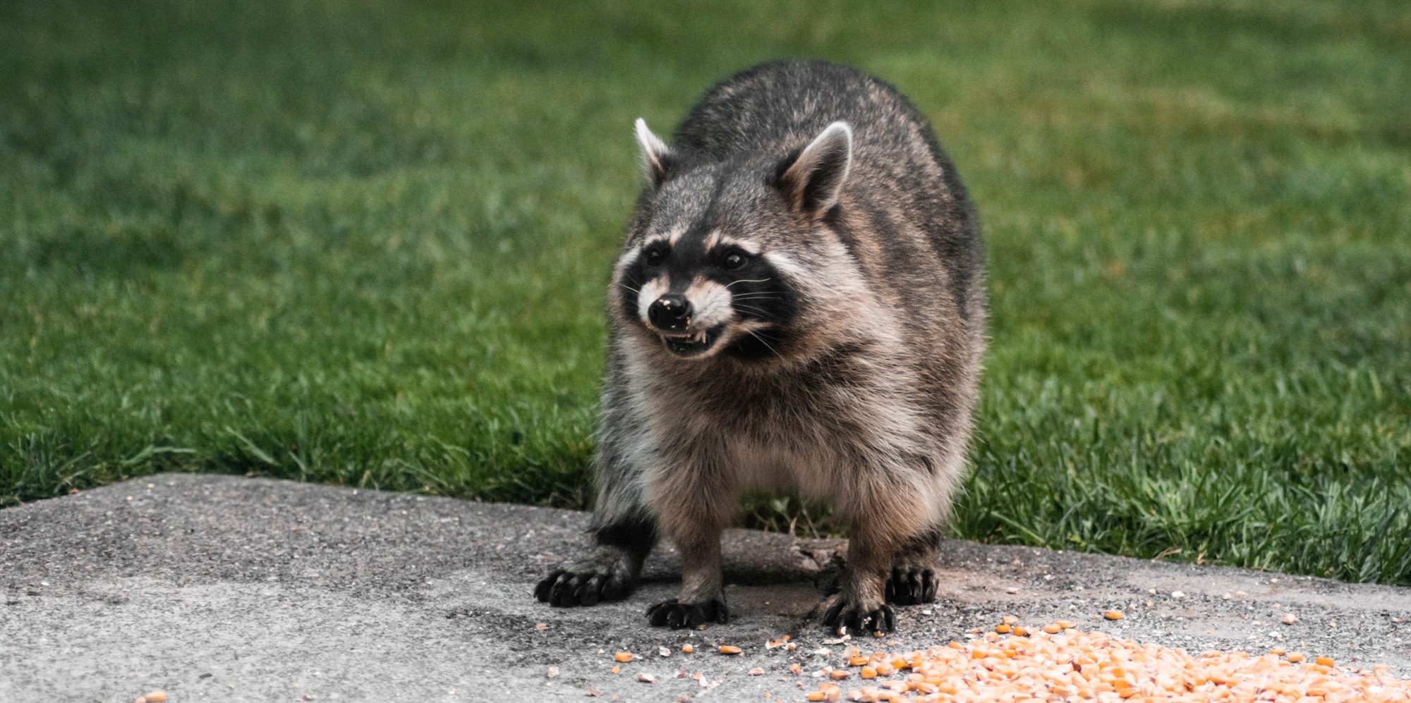 Raccoon snarling to intimidate