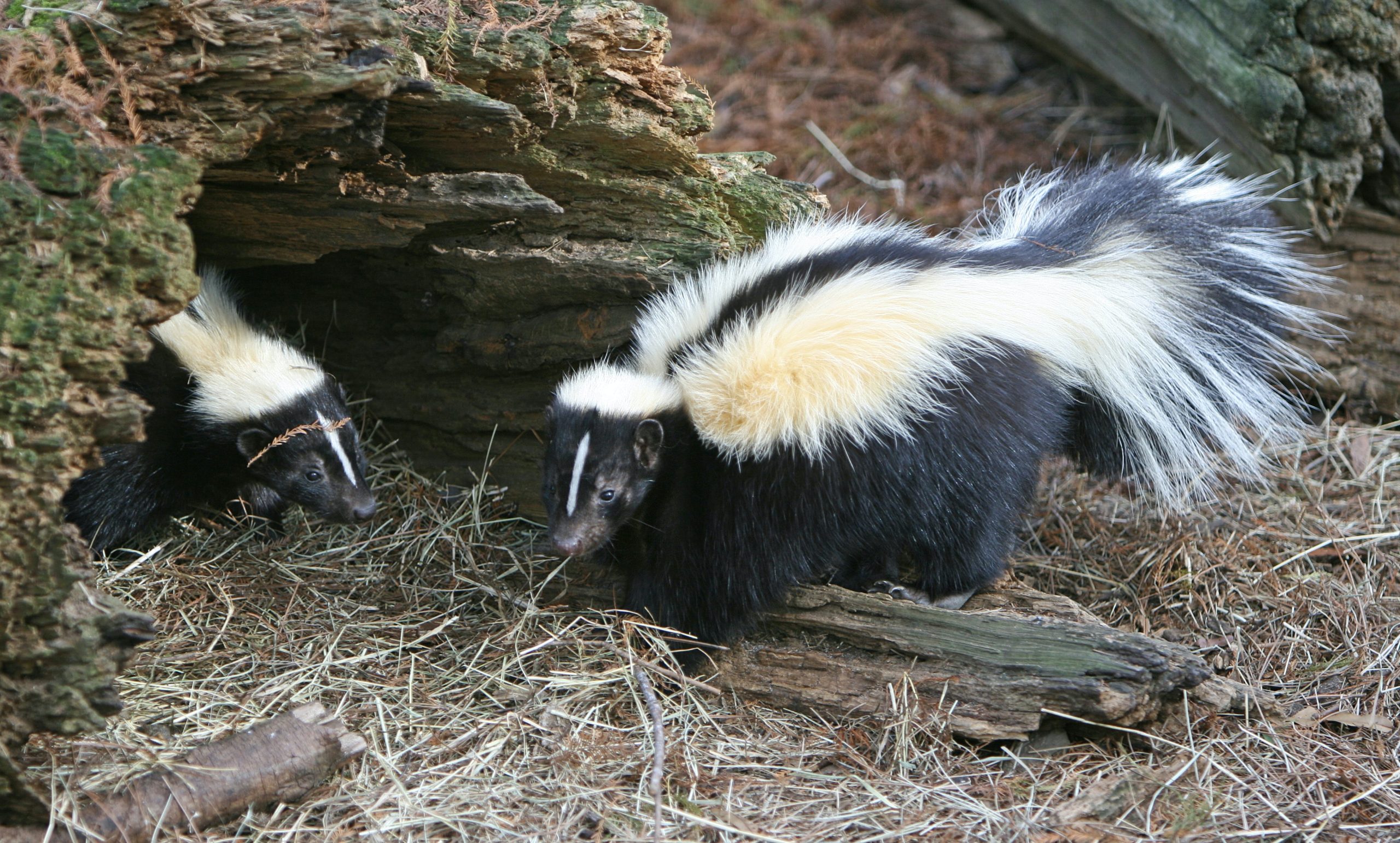 How to Keep Skunks Off Your Michigan Property