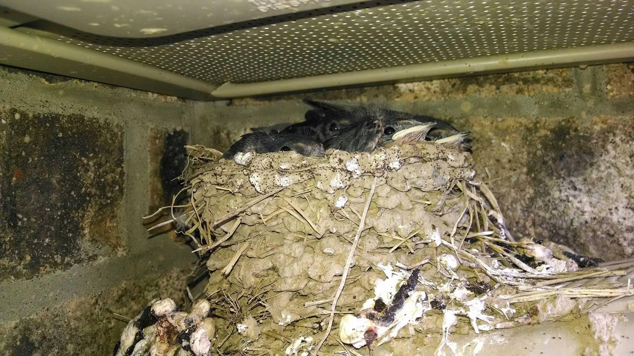 Birds in Vents