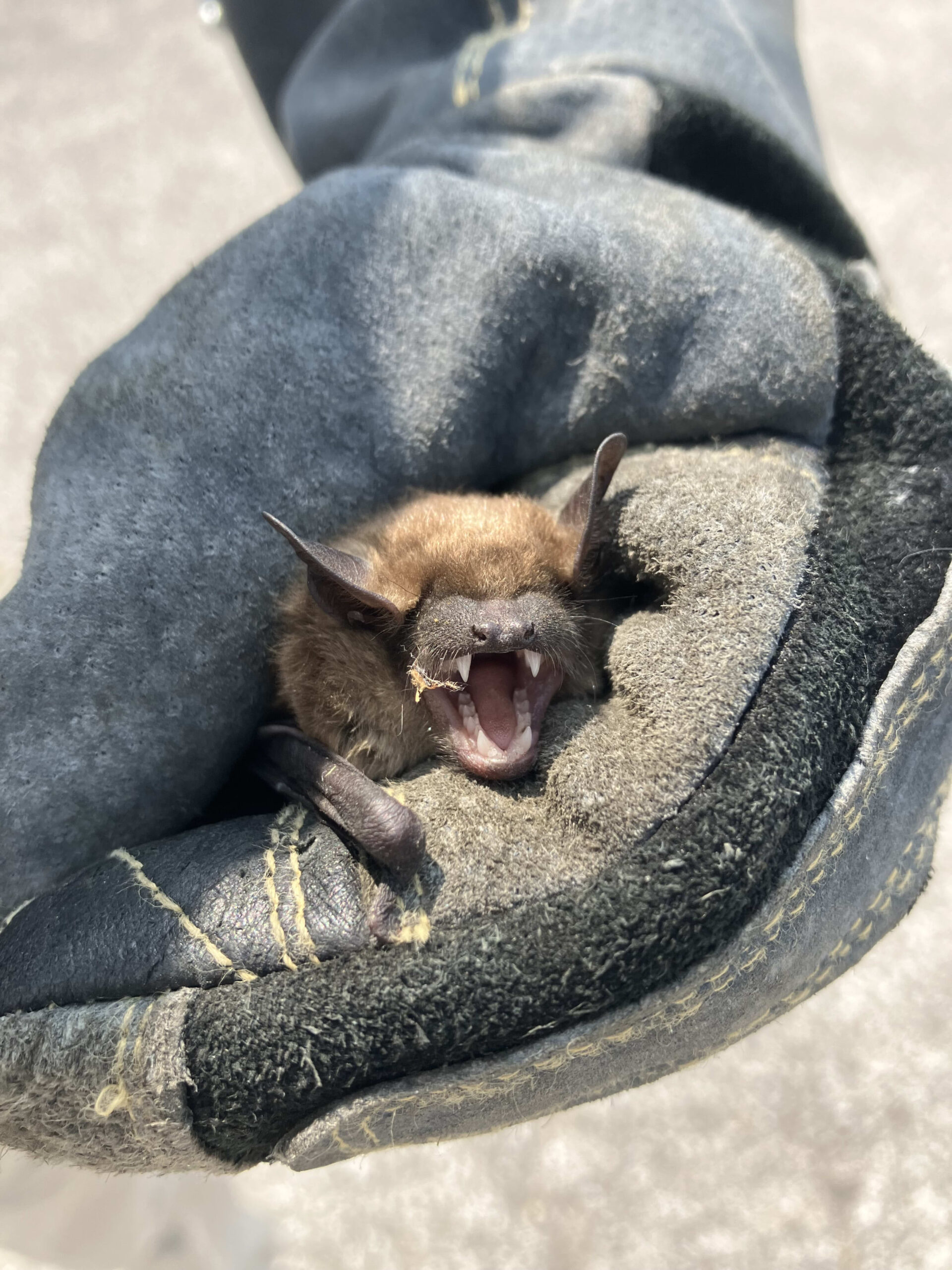 bat removal by hand