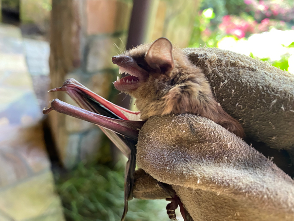 Bat in gloved hand