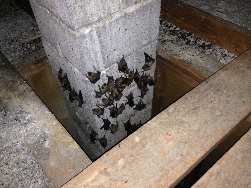 bats-in-attic-tried