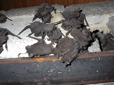 A group of bats