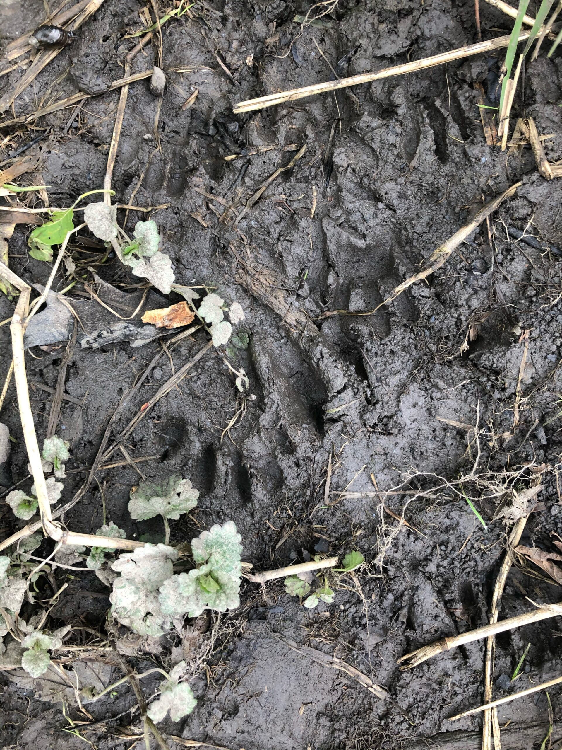 Beaver Tracks