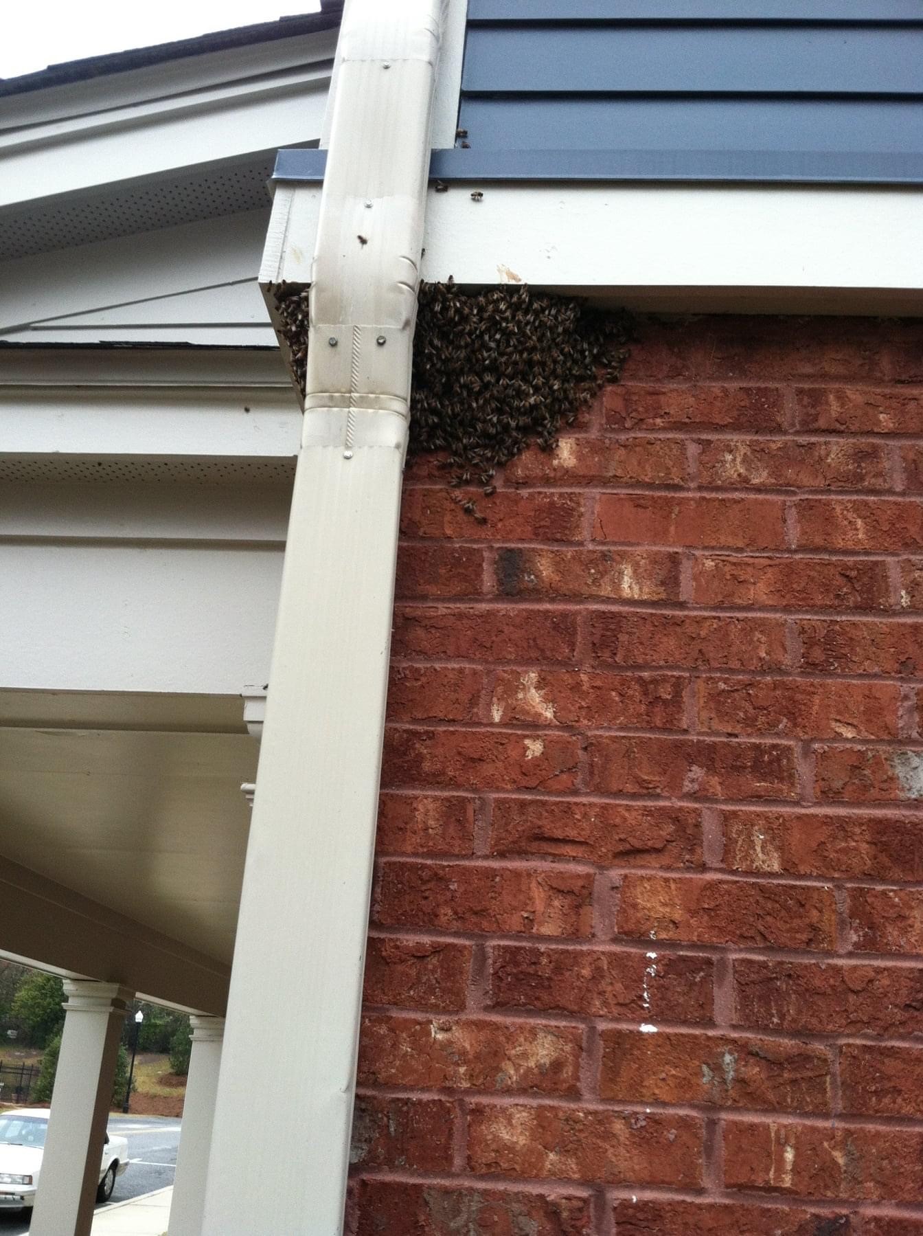 Beehive Removal