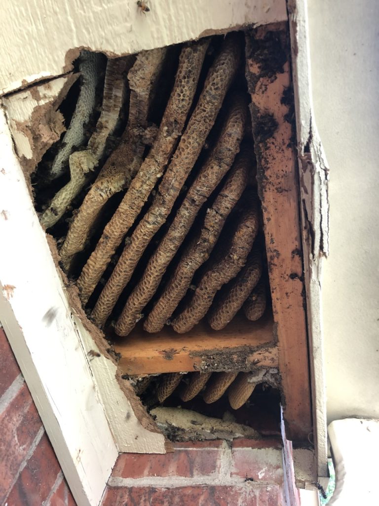 An empty but already-constructed beehive, very attractive for a new colony
