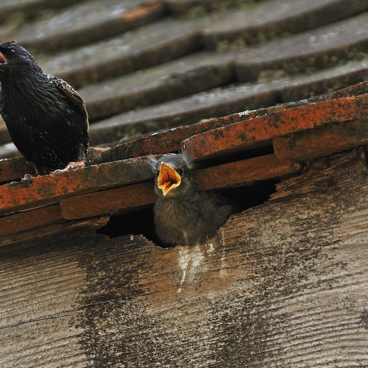 Bird in House