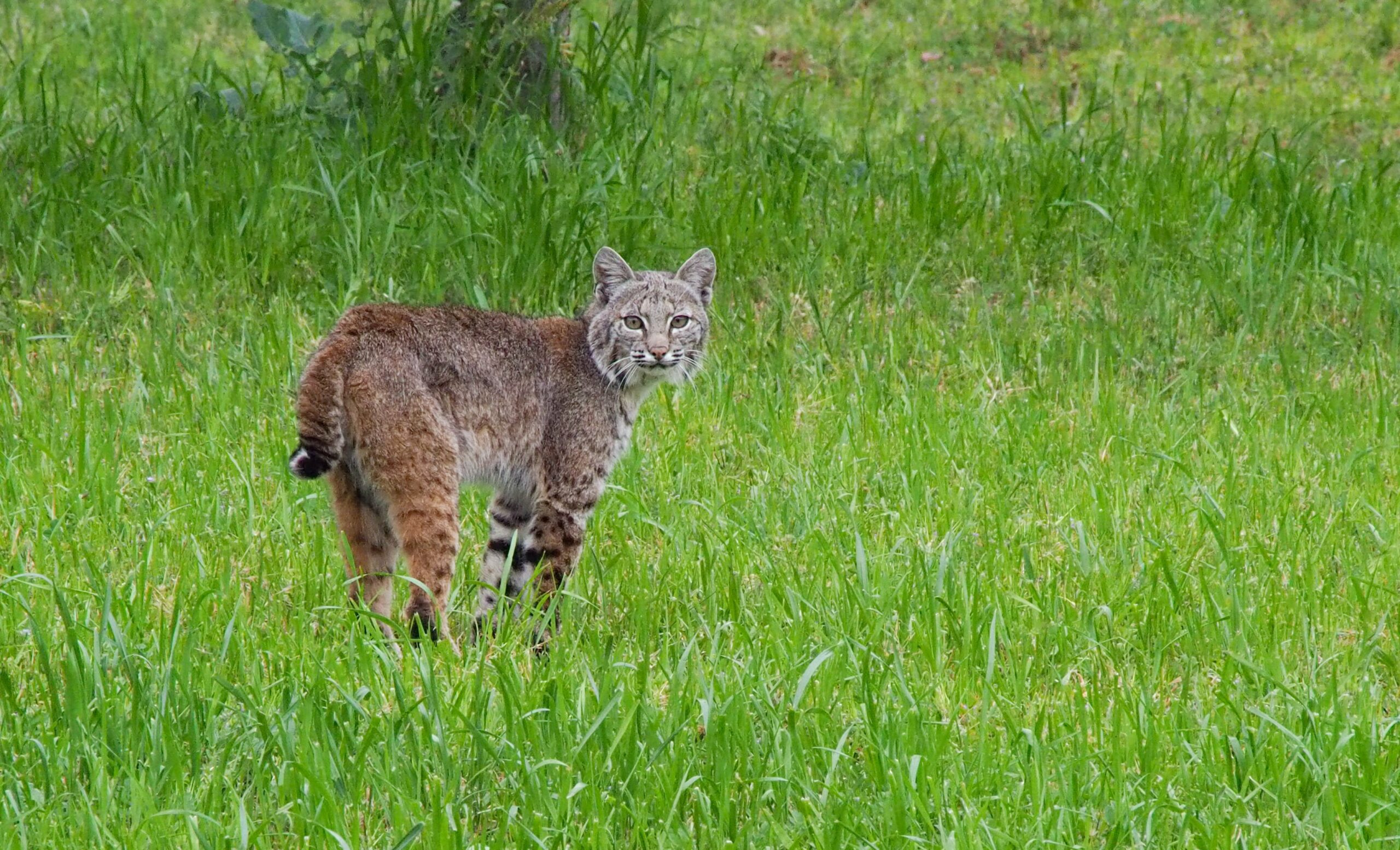 bobcat in yard