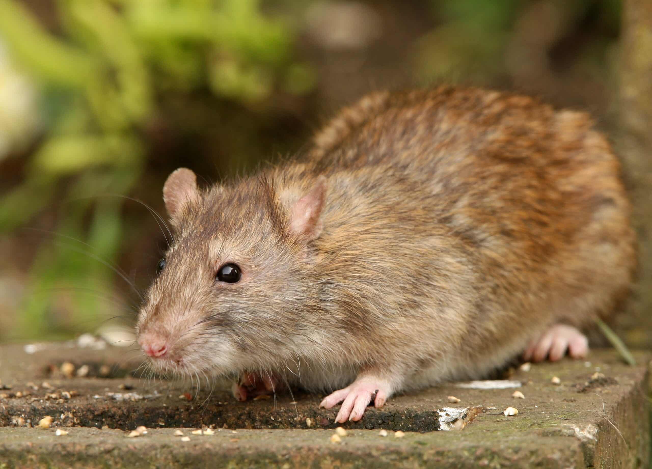 Rat