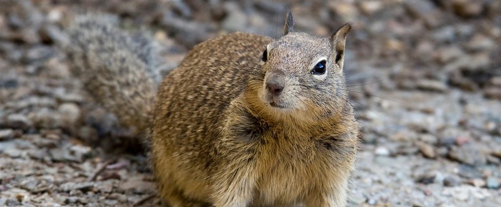 California-Ground-Squirrel-Banner-min_jpg_1000_414-1
