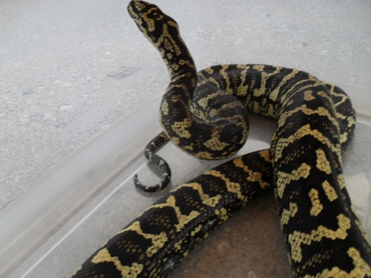 A carpet python inside a house