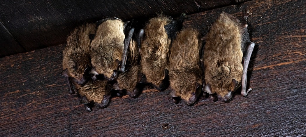 CC-Bats-Roosting-min