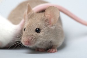 Mice Control 