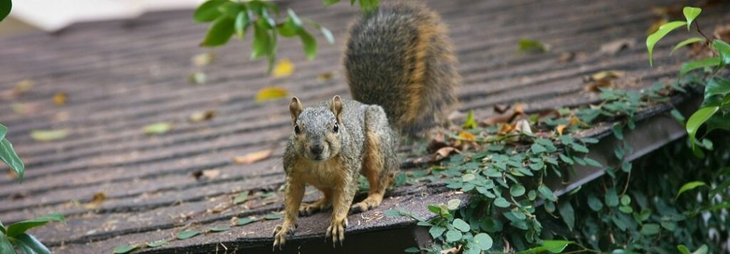 Squirrel on roof