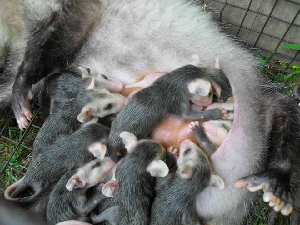nursing opossum in yard Columbia, MO