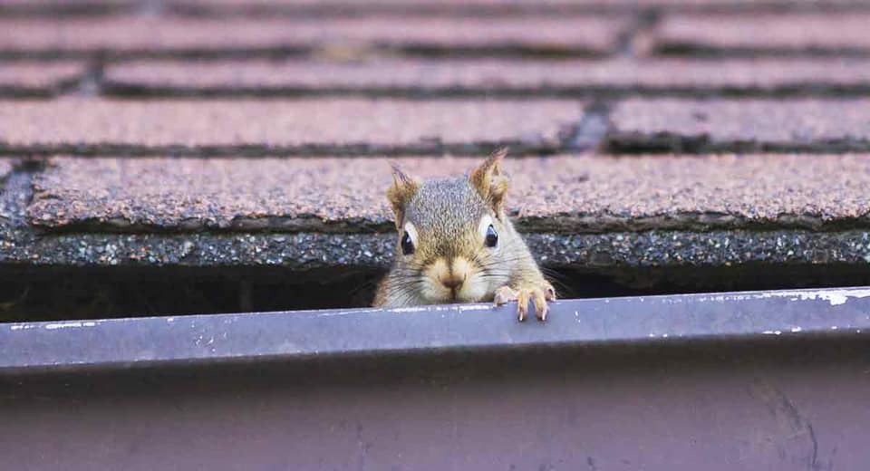 Central Missouri Squirrel in gutter