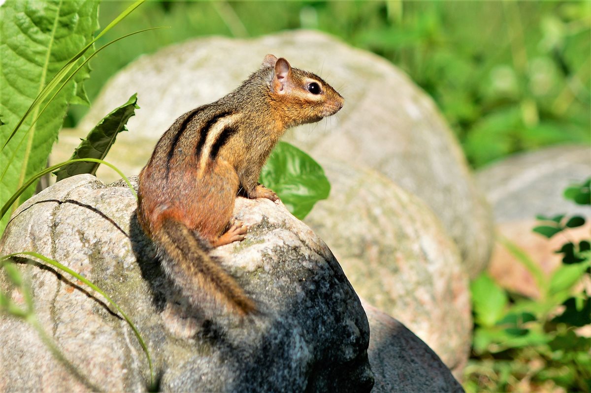 chipmunk-1