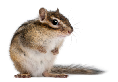 A chipmunk
