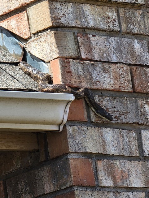 Snakes in Attics