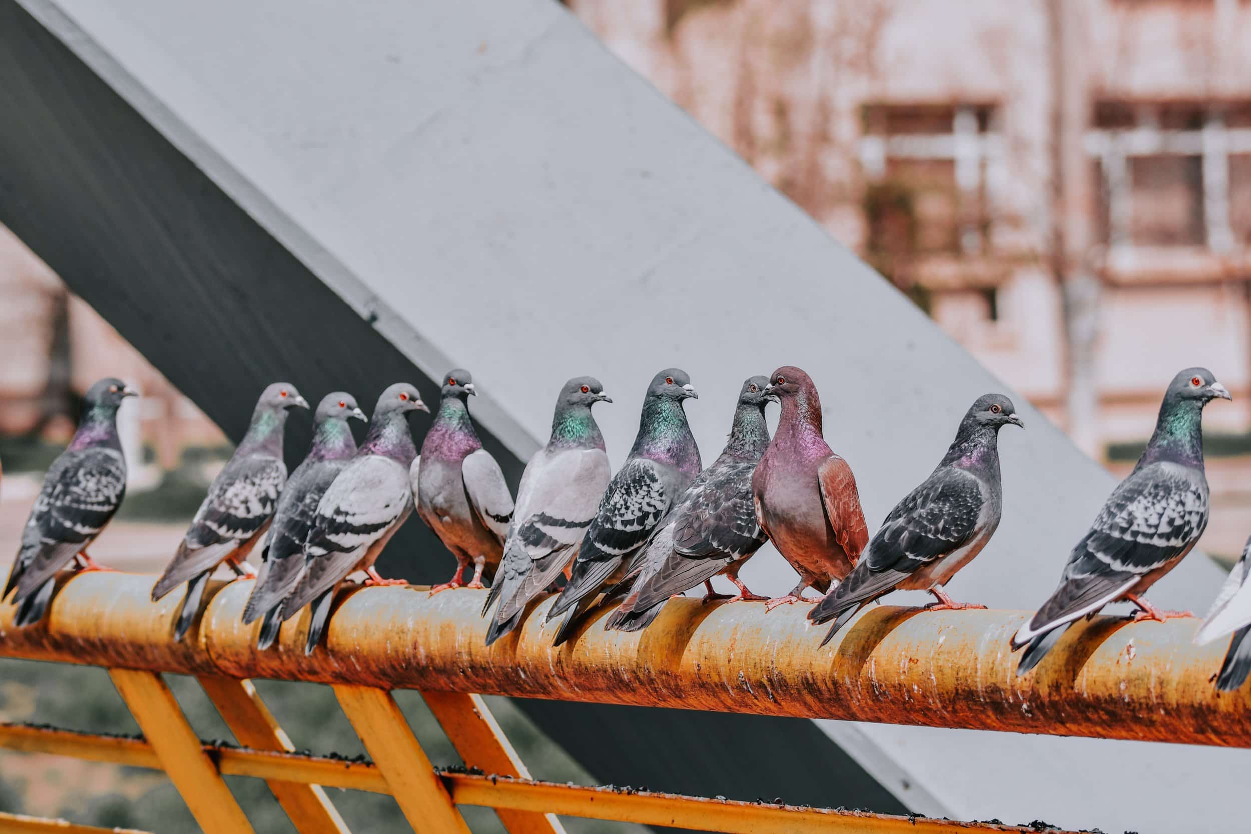 commercial pigeon problem