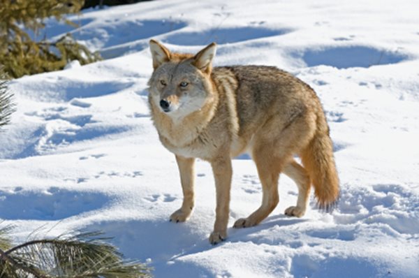A coyote standing in a snowy yard