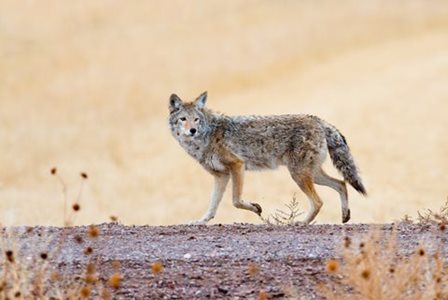 A coyote walking