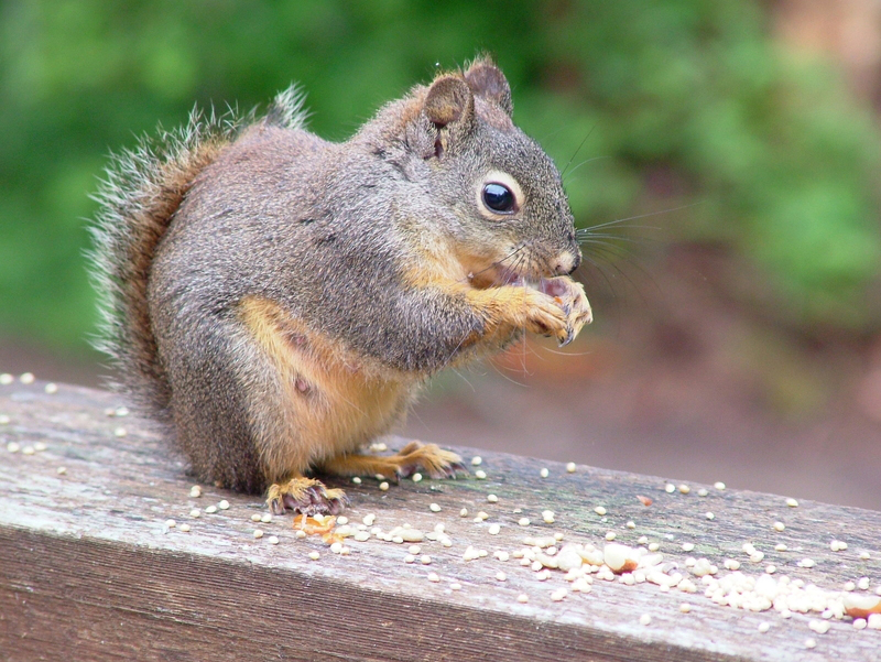 How Far Can Squirrels Jump? Watch to Find Out