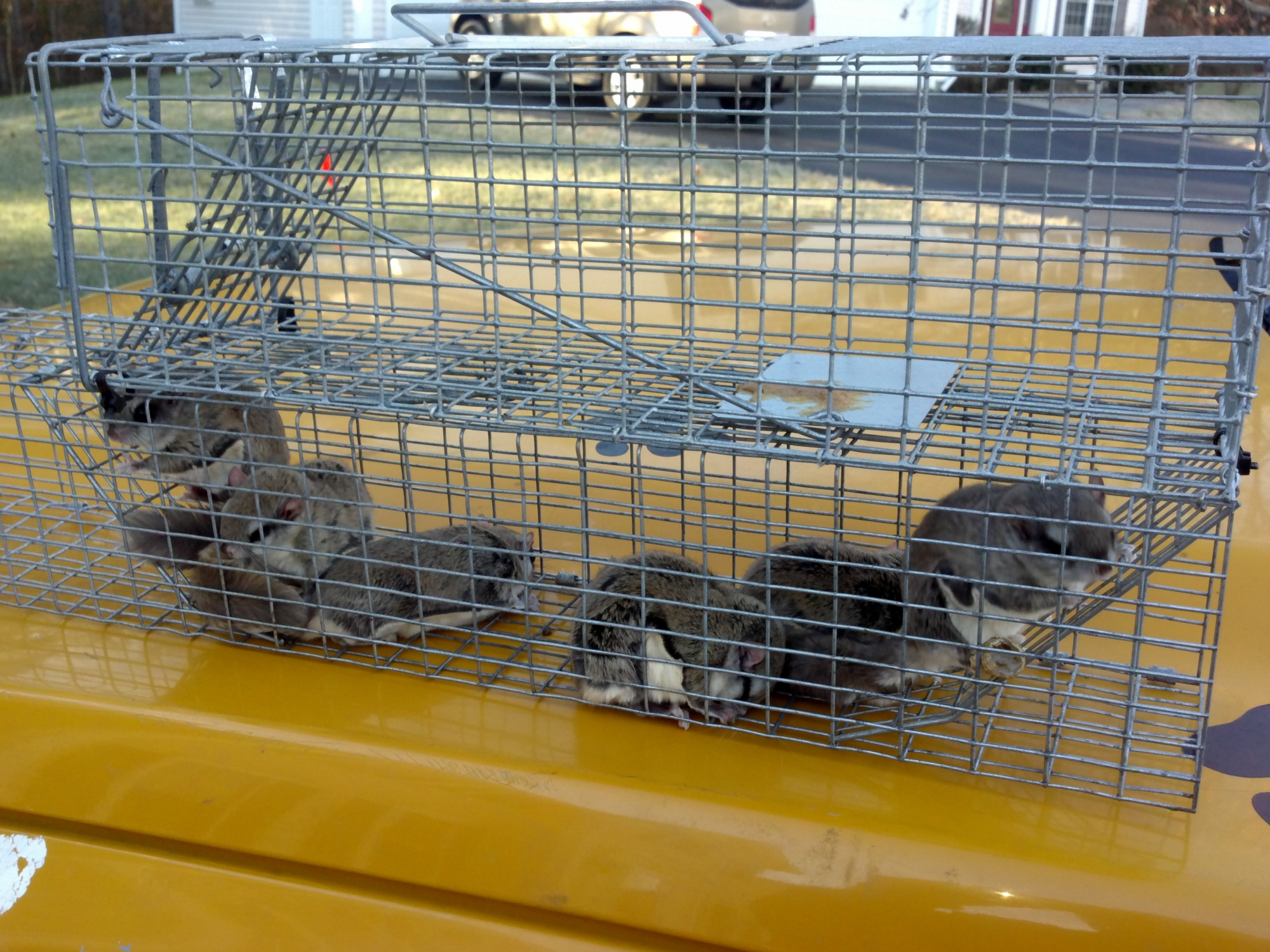 flying-squirrel-trapping