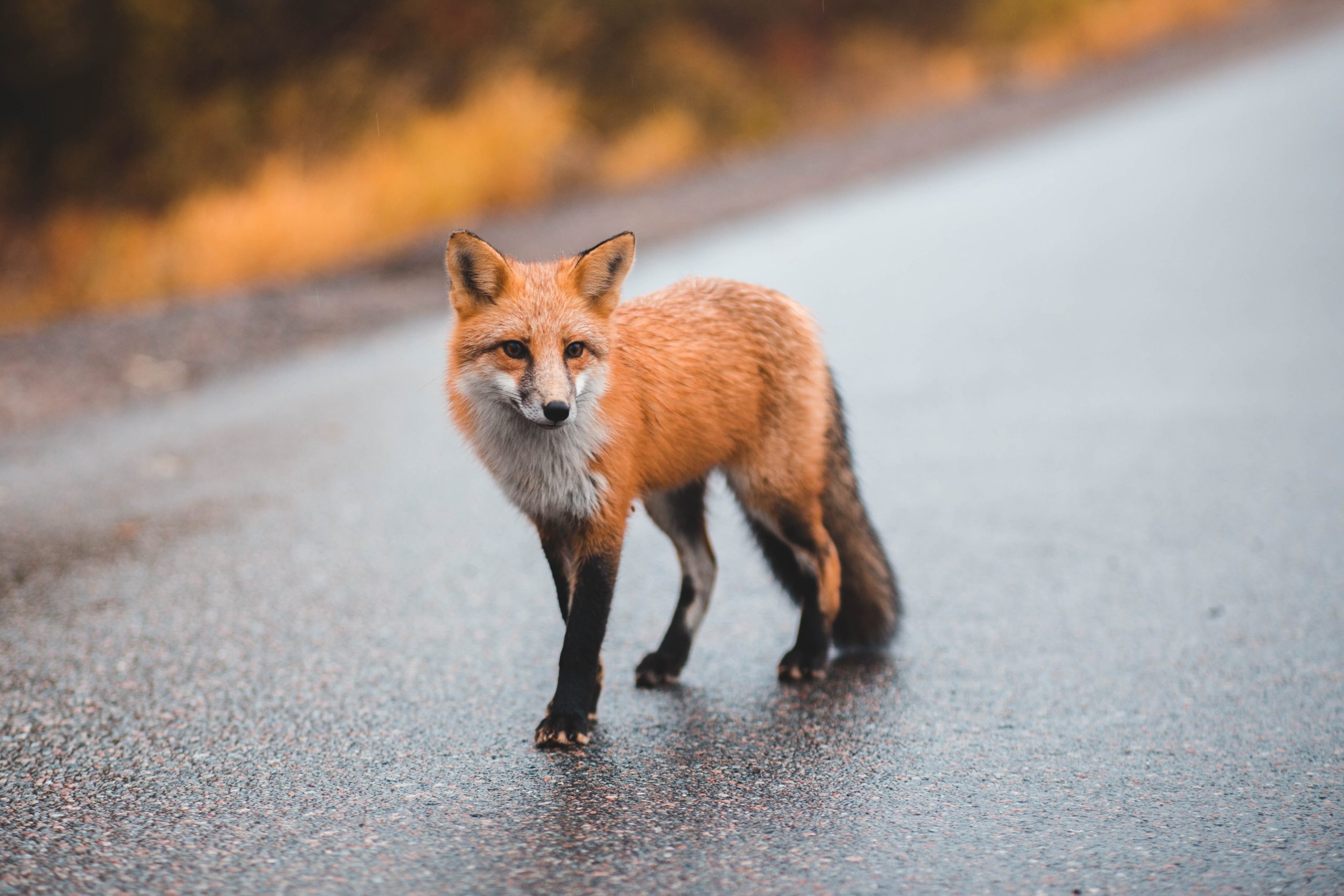 Setting a Fox Trap Next to Shed