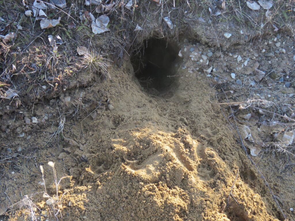 Groundhog hole