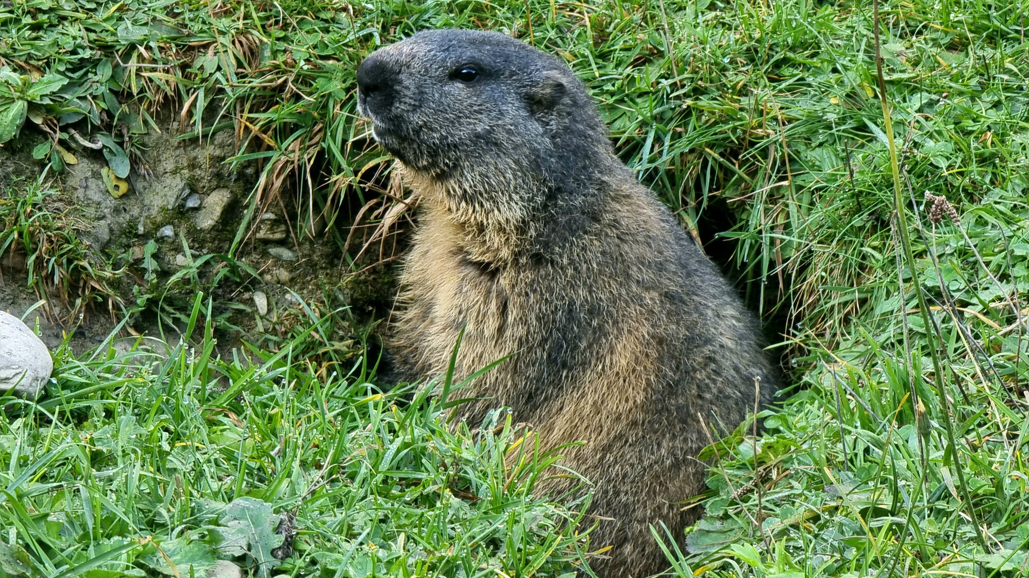 A marmot standing in its hole