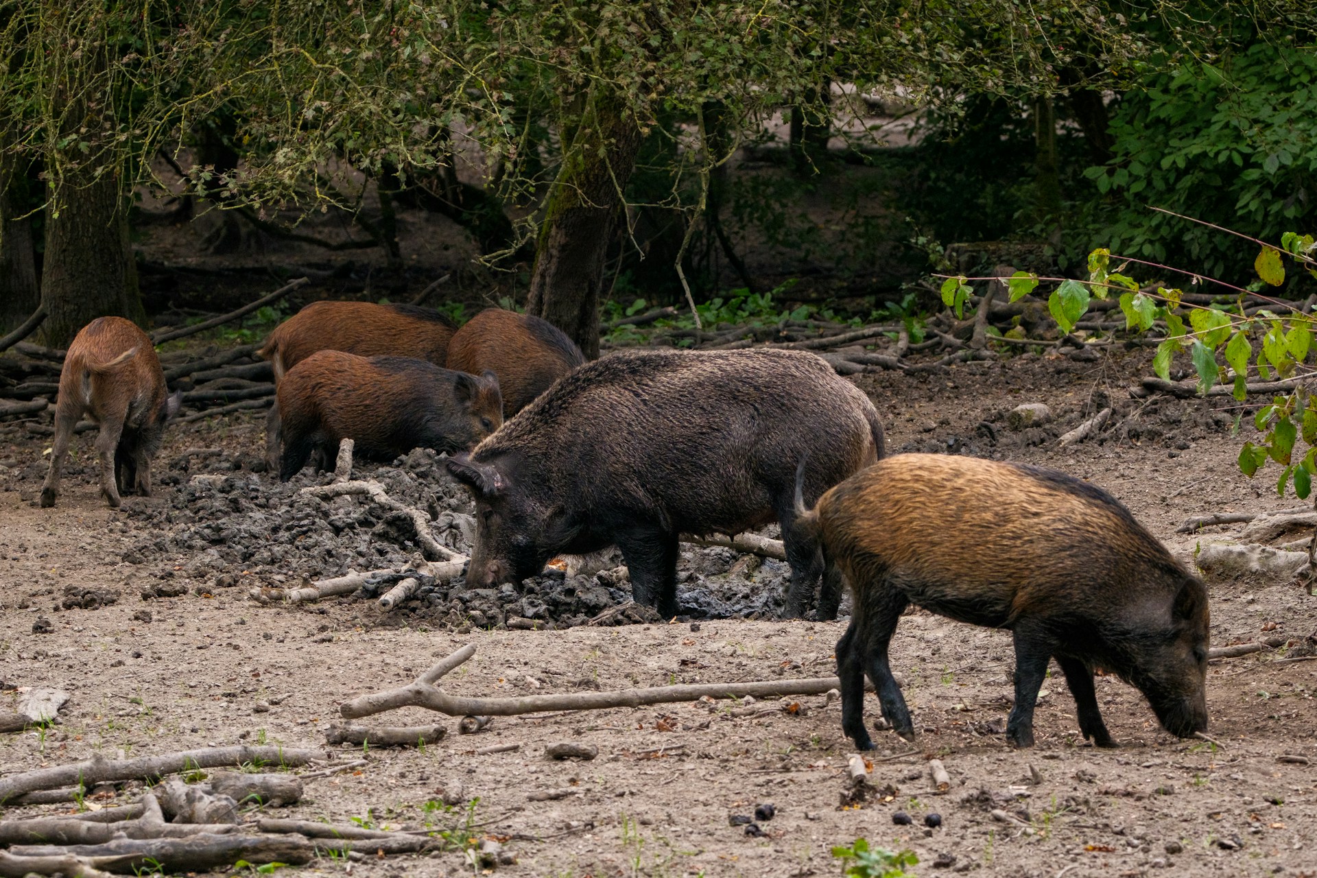 Wild Hogs