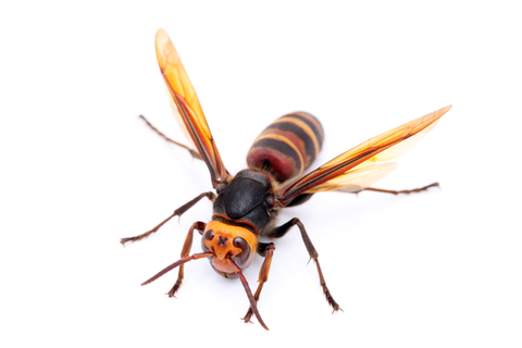 hornet-for-identification-large