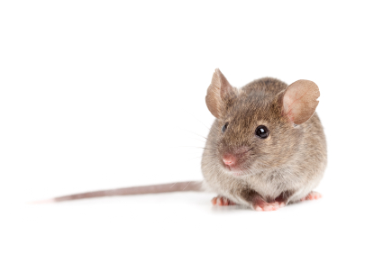 A mouse