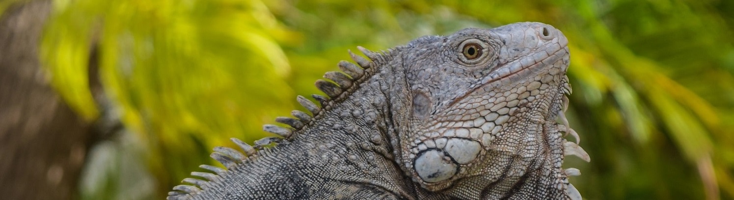 iguana-min_251fb