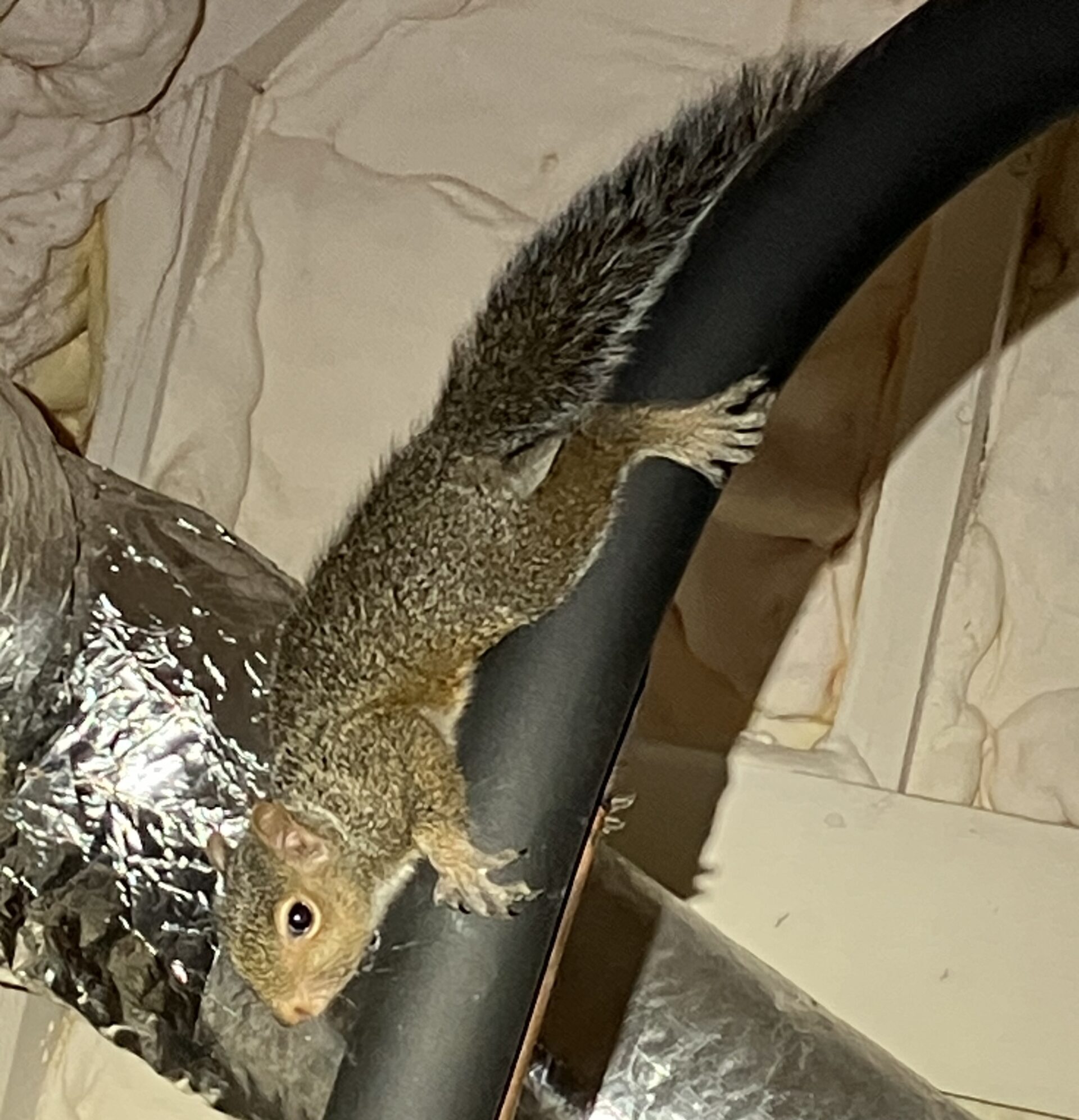 squirrel in attic in knoxville