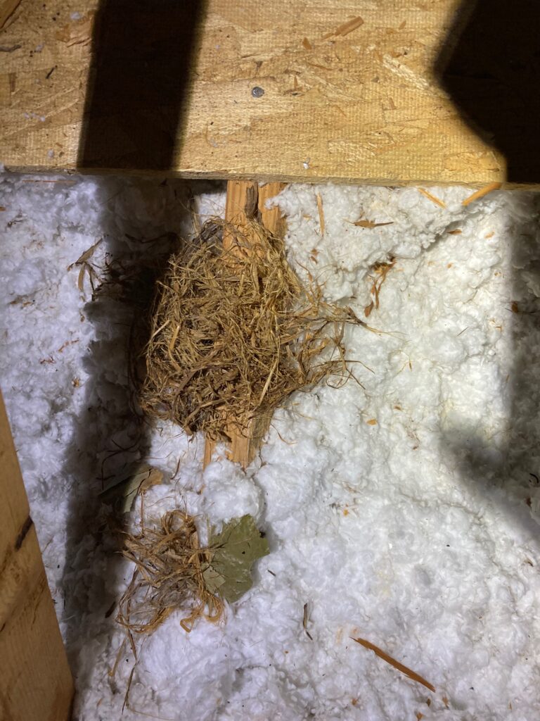 Squirrel nest in attic insulatoin