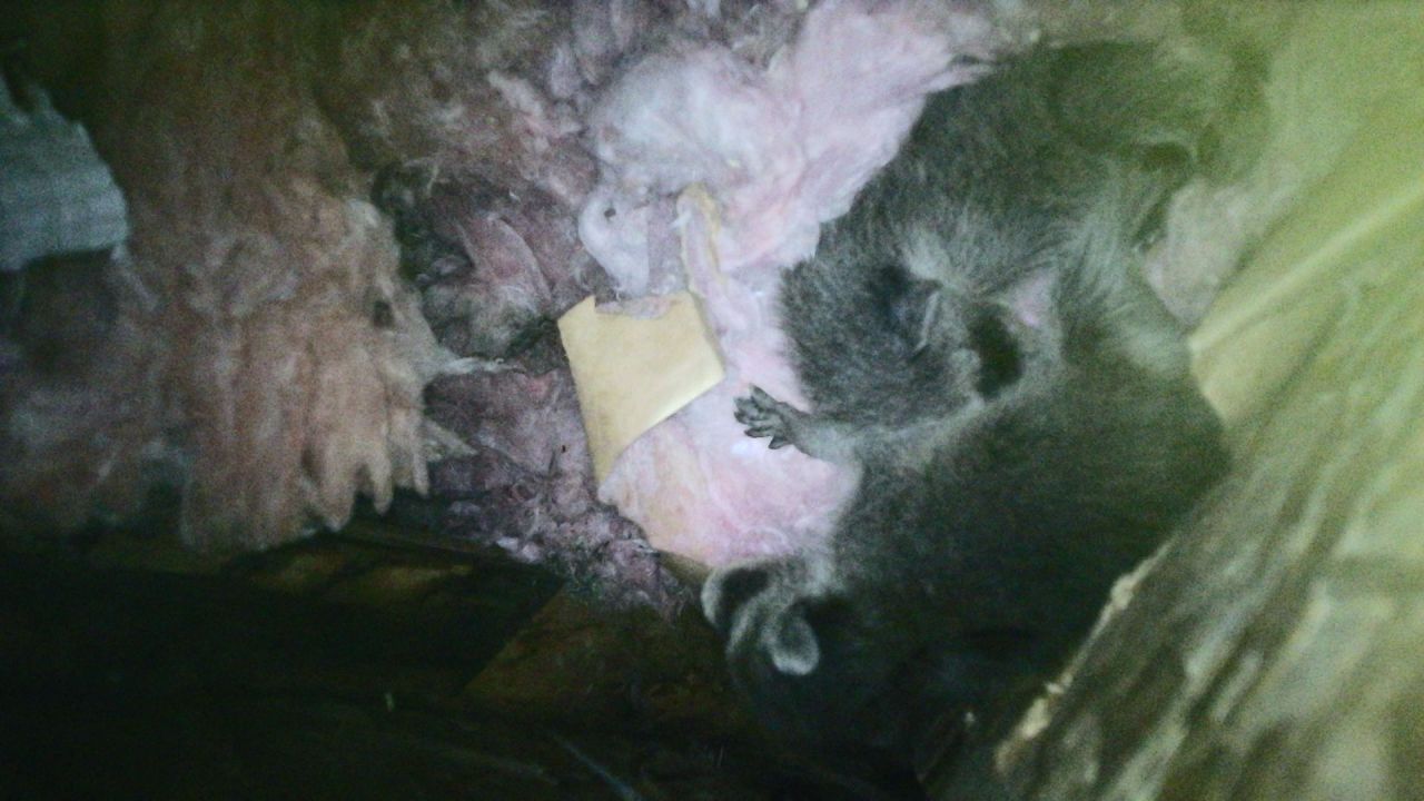 Juvenile Raccoons in the Attic in Detroit
